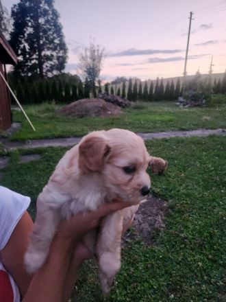 Maltipoo F1 Welpen aus liebevoller Familienaufzucht