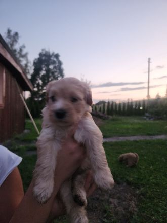 Maltipoo F1 Welpen aus liebevoller Familienaufzucht