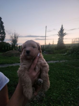 Maltipoo F1 Welpen aus liebevoller Familienaufzucht