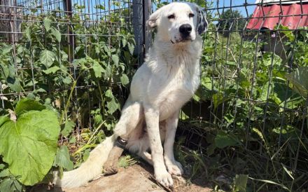 Schüchterner Herzenshund Benny sucht geduldige Menschen