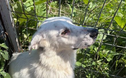 Schüchterner Herzenshund Benny sucht geduldige Menschen