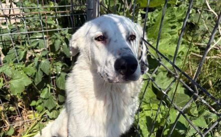 Schüchterner Herzenshund Benny sucht geduldige Menschen