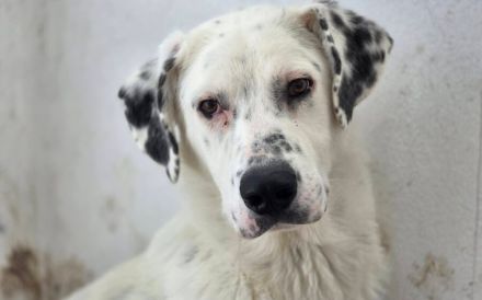 Schüchterner Herzenshund Benny sucht geduldige Menschen
