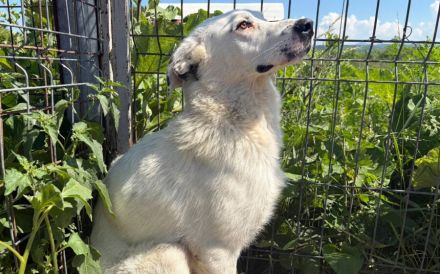 Schüchterner Herzenshund Benny sucht geduldige Menschen
