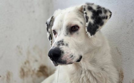 Schüchterner Herzenshund Benny sucht geduldige Menschen