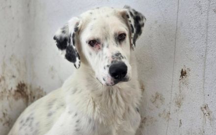 Schüchterner Herzenshund Benny sucht geduldige Menschen