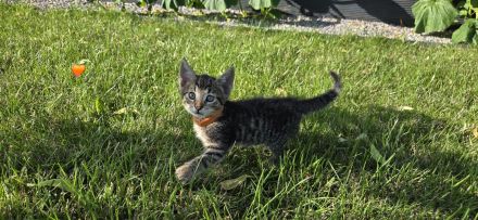 Kitten abzugeben