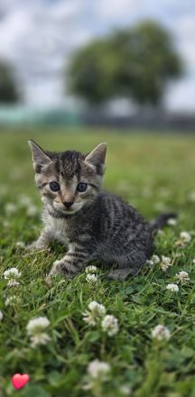 Kitten abzugeben