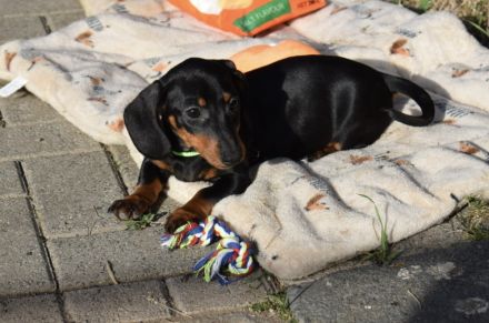 Zwergdackel