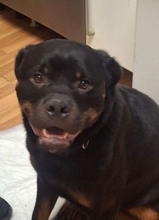 Rottweiler Rüde 19 Monate kastriert