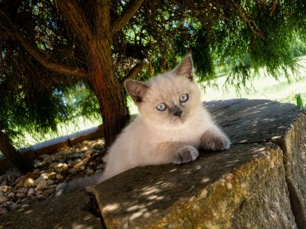 Traumhafte Britisch Kurzhaar Kitten suchen ihr Für-immer Zuhause