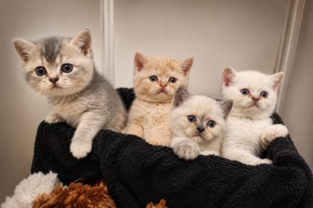 Traumhafte Britisch Kurzhaar Kitten suchen ihr Für-immer Zuhause