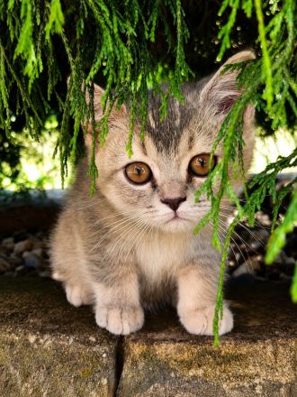 Traumhafte Britisch Kurzhaar Kitten suchen ihr Für-immer Zuhause