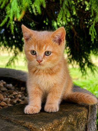 Traumhafte Britisch Kurzhaar Kitten suchen ihr Für-immer Zuhause