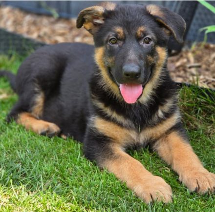 Schäferhund Welpen