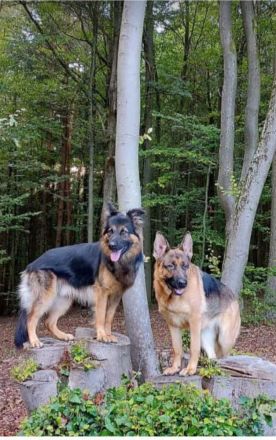 Schäferhund Welpen