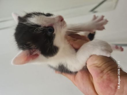Kitten Katzenbaby