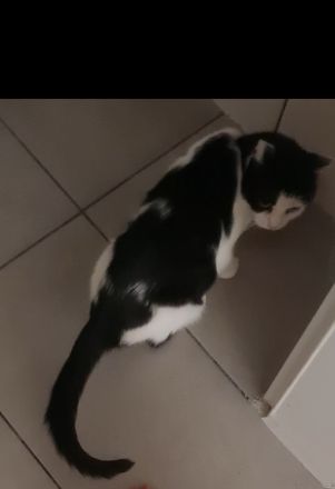 Kitten Katzenbaby