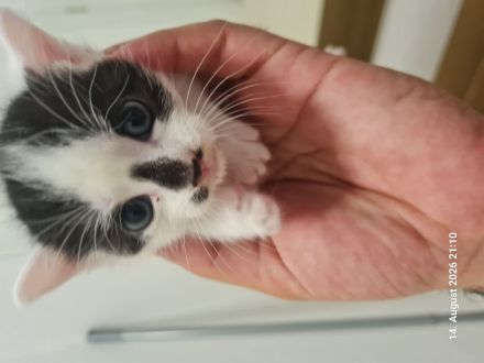 Kitten Katzenbaby