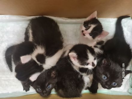 Kitten Katzenbaby