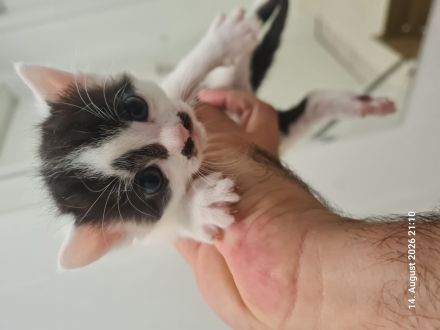 Kitten Katzenbaby