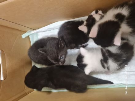 Kitten Katzenbaby