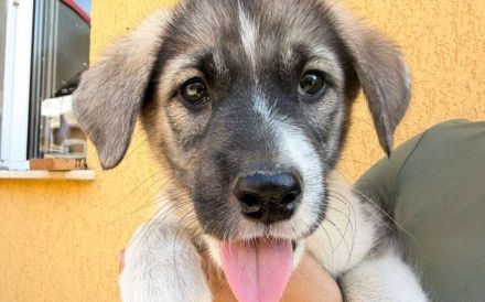 Zuhause gesucht für Rosie