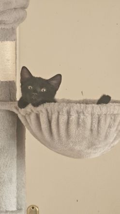BKH Kitten