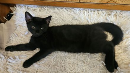 BKH Kitten