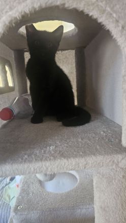 BKH Kitten