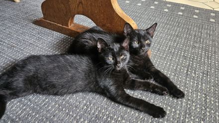 BKH Kitten