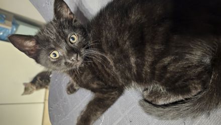 BKH Kitten