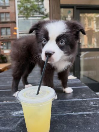 Wunderschöner 13 Wochen alter Border 🦴Collie Rüde sucht ein liebevolles Zuhause 🐾❤️🦴