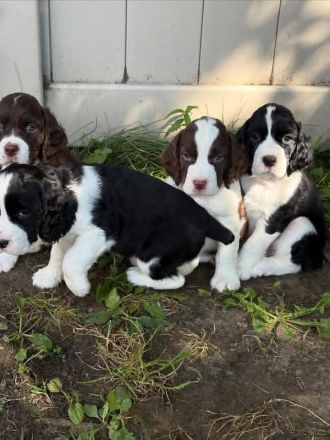 Englische Springer Spaniel Welpen suchen ein liebevolles Zuhause🎉💥