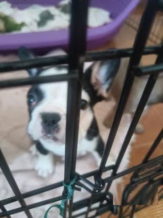 5 Französische Bulldogge welpen sucht liebevolles Für-immer-Zuhause