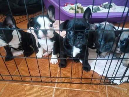 5 Französische Bulldogge welpen sucht liebevolles Für-immer-Zuhause