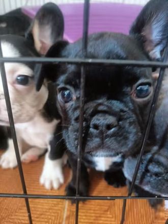 5 Französische Bulldogge welpen sucht liebevolles Für-immer-Zuhause