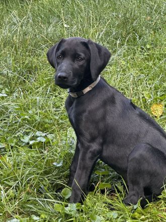 Labrador Ridgeback Mix Welpen ABGABEBEREIT in Sonderfarbe seal