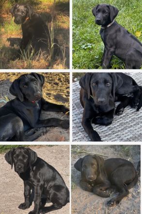 Labrador Ridgeback Mix Welpen ABGABEBEREIT in Sonderfarbe seal
