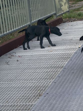 Labrador Ridgeback Mix Welpen ABGABEBEREIT in Sonderfarbe seal