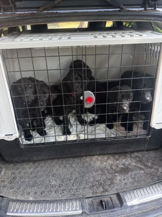 Labrador Ridgeback Mix Welpen ABGABEBEREIT in Sonderfarbe seal