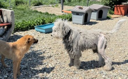 Wer schenkt Kettenhund Fjeder endlich Freiheit?