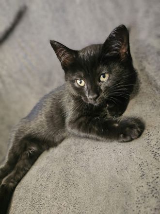 Katzenbaby 14wochen Kater