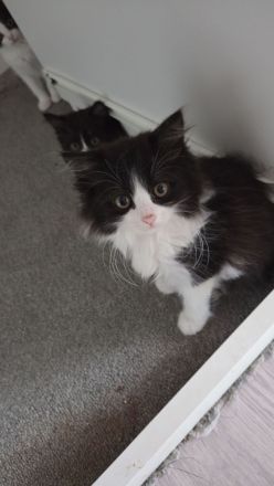 Kitten suchen ein Zuhause BLH Mix