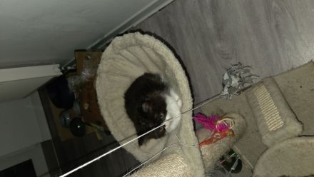 Kitten suchen ein Zuhause