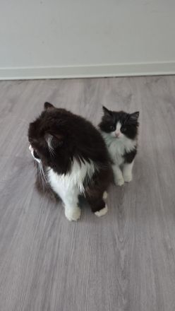 Kitten suchen ein Zuhause BLH Mix