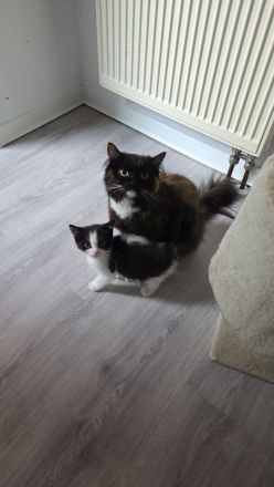 Kitten suchen ein Zuhause BLH Mix