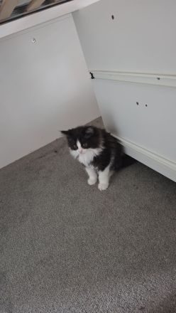 Kitten suchen ein Zuhause BLH Mix