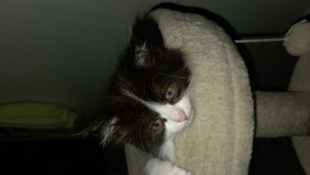 Kitten suchen ein Zuhause