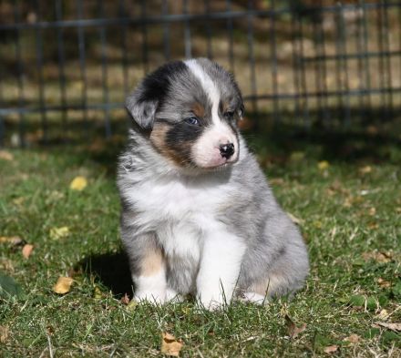 irmis hundezucht